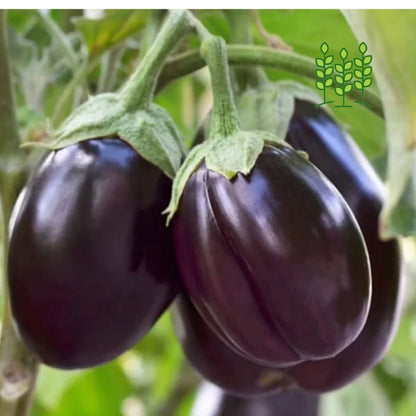 VIOLET BRINJAL | ஊதா குண்டு கத்தரி