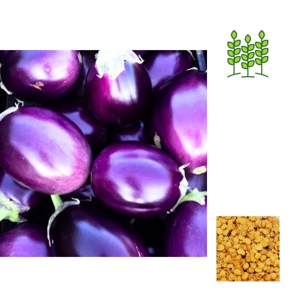 VIOLET BRINJAL | ஊதா குண்டு கத்தரி