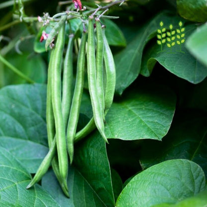 BEANS | பீன்ஸ்