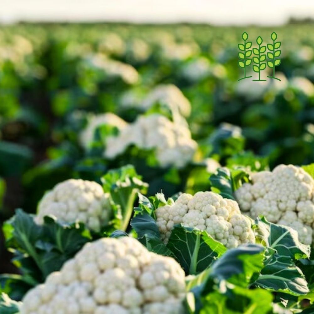 CAULIFLOWER | காளிபிளவர்