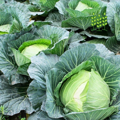 CABBAGE | முட்டைக்கோஸ்