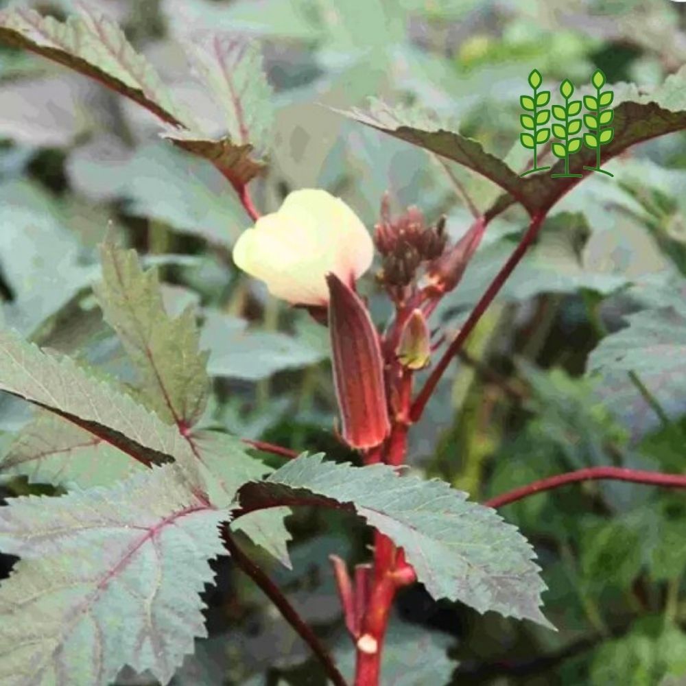 RED LADIES FINGER | சிகப்பு வெண்டை