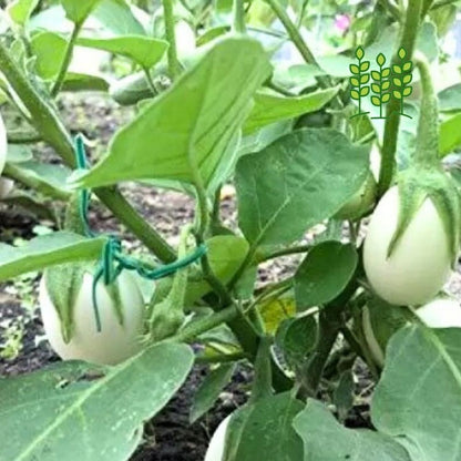 WHITE BRINJAL | வெள்ளை கத்தரி