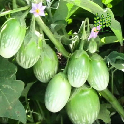 GREEN BRINJAL | பச்சை கத்தரிக்காய்