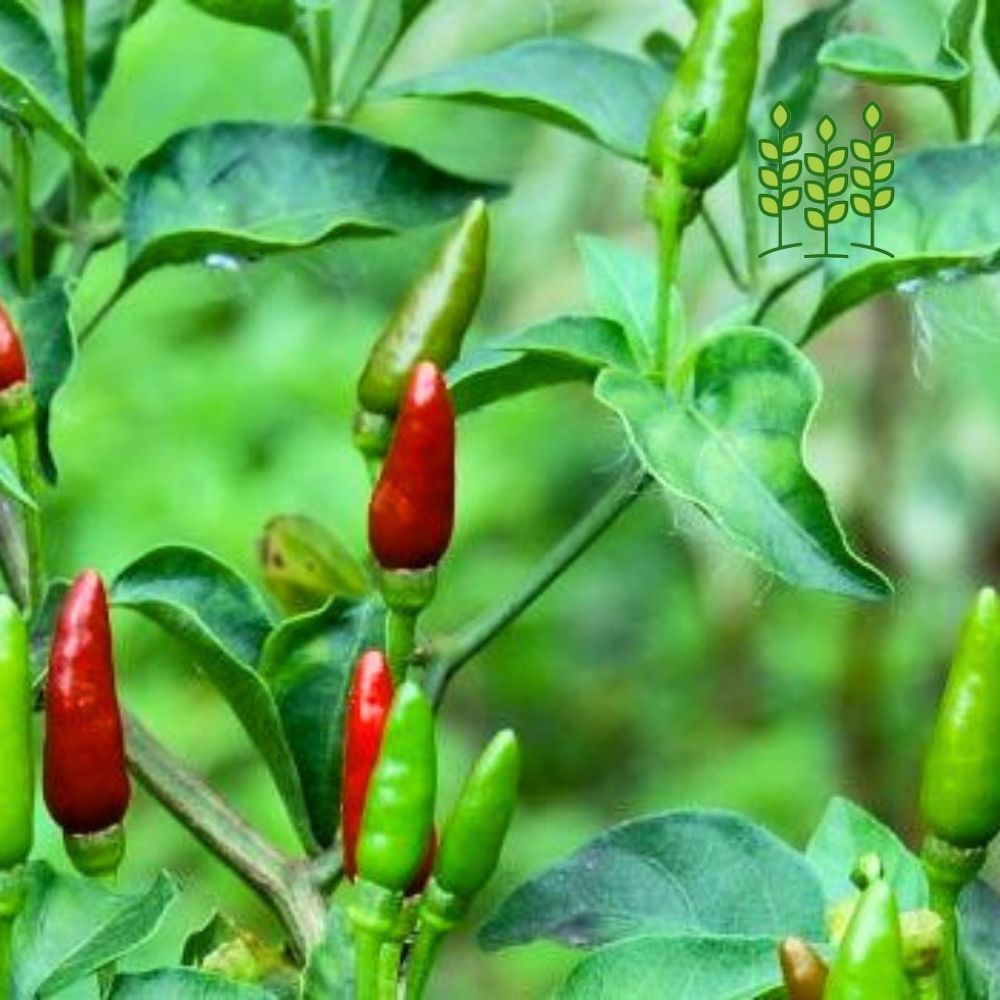 KANTHARI  CHILLI | காந்தாரி மிளகாய்