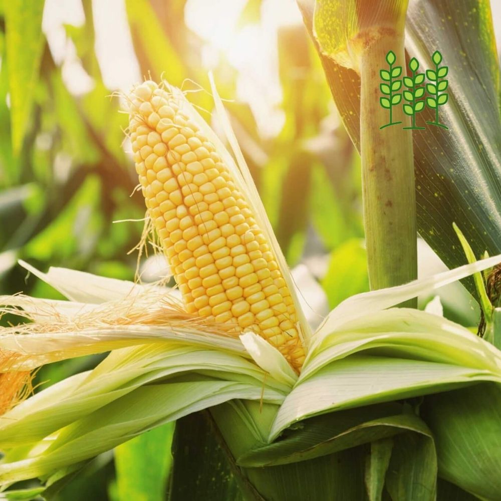 NATIVE CORN | மக்காசோளம்