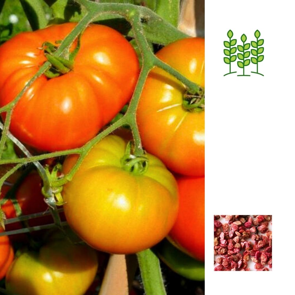 NATIVE TOMATO | நாட்டு குண்டு தக்காளி