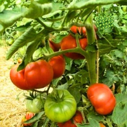 NATIVE TOMATO | நாட்டு குண்டு தக்காளி