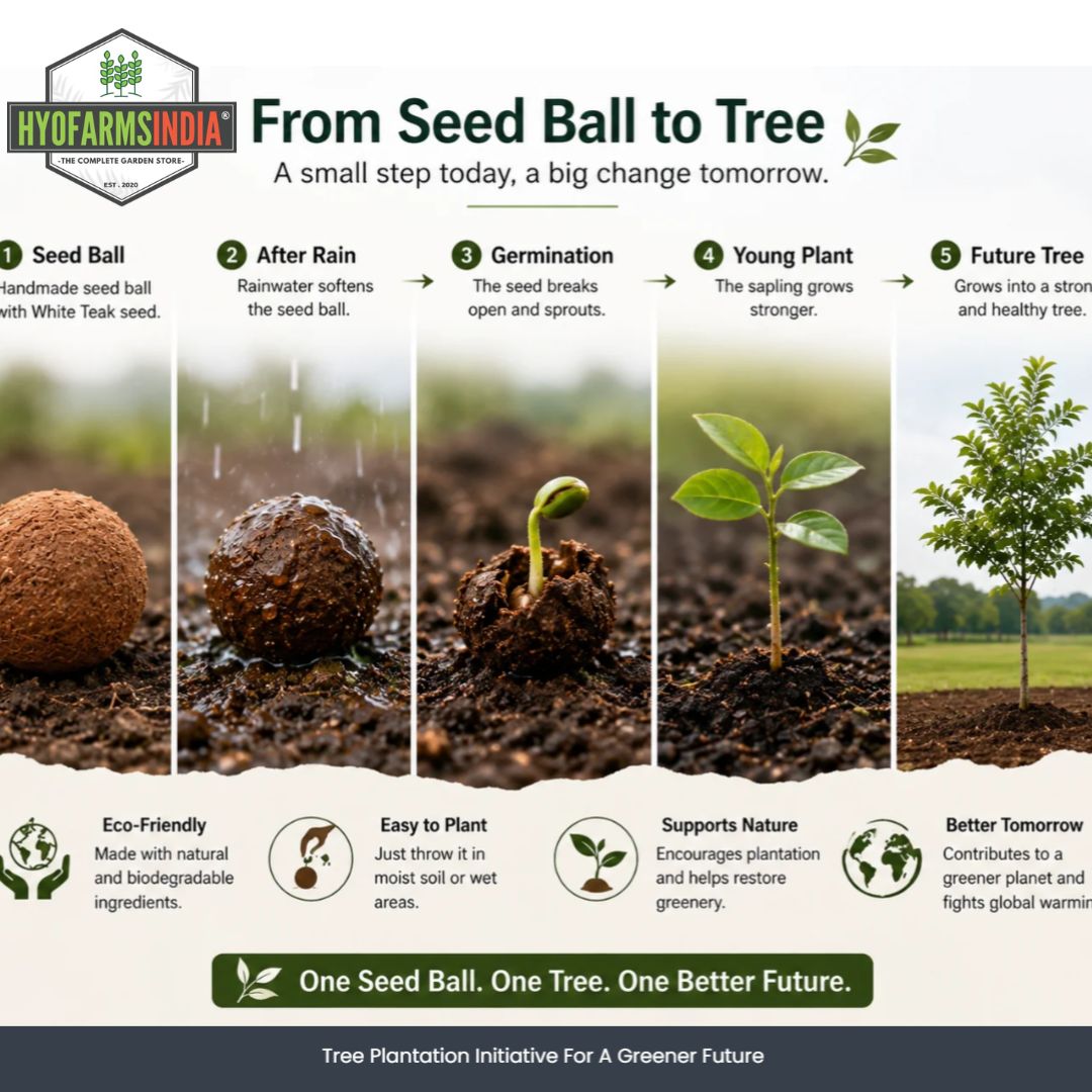 Seed Balls