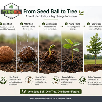 Seed Balls